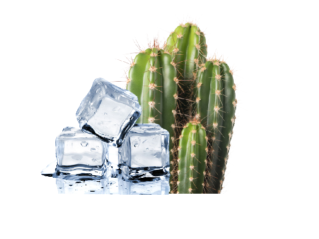 Ice Cactus